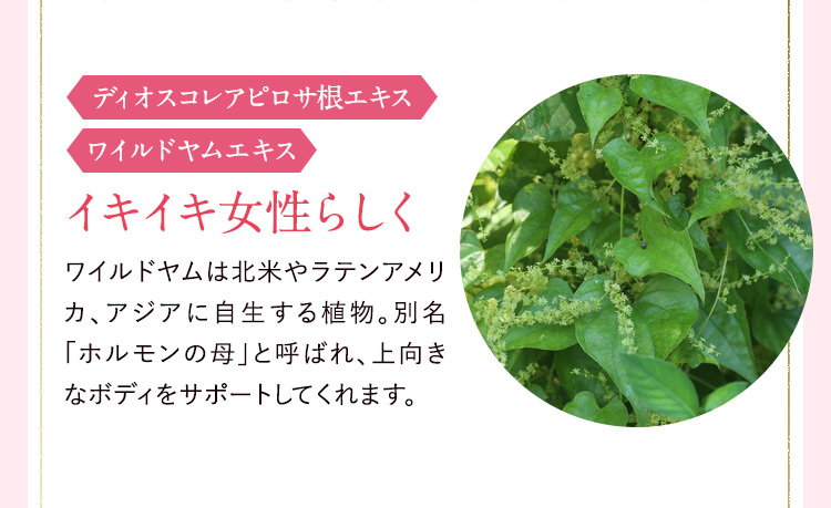 ディオスコレアピロサ根エキス ワイルドヤムエキス イキイキ女性らしくワイルドヤムは北米やラテンアメリカ、アジアに自生する植物。別名「ホルモンの母」と呼ばれ、上向きなボディをサポートしてくれます。